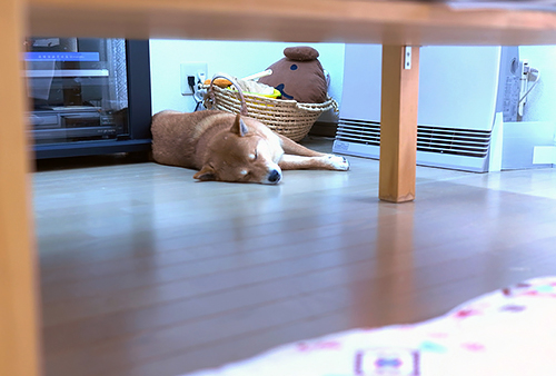 いつの間にか寝てるそら