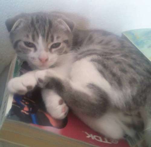 電話帳に載る小ささだった冬子