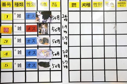 もらい手を待つ子猫たちの写真が並ぶボード。神奈川県動物保護センターは、譲渡会を月に一度開く=神奈川県平塚市
