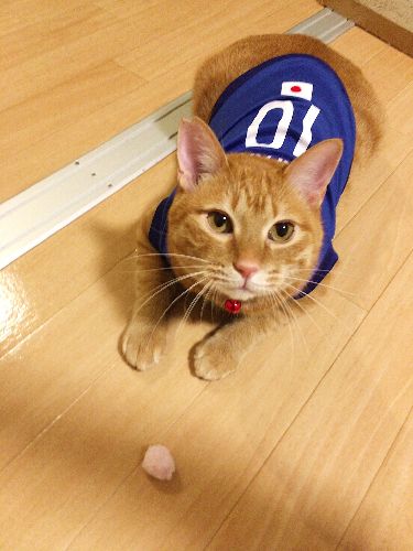 ユニフォームも似合うでしょ