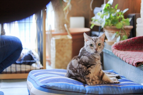 手作りごはん食べて元気な「フィガロ」(15歳)祥伝社/ケニア・ドイ