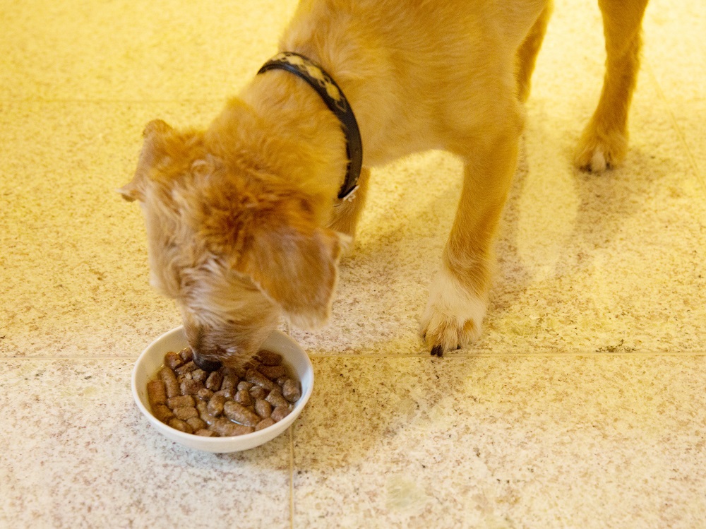 お水またはぬるま湯を加えて与えるため、無理せず水分摂取できるのも特長の一つ。