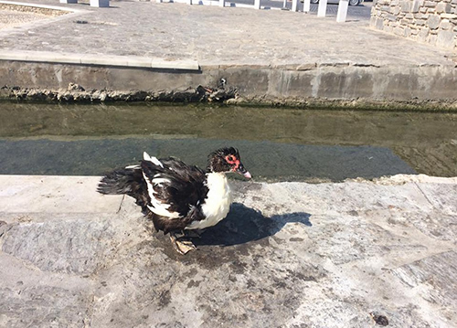 アヒルの仲間?この鳥、海辺でよく見かけるのです(パロス島・ナウサ)