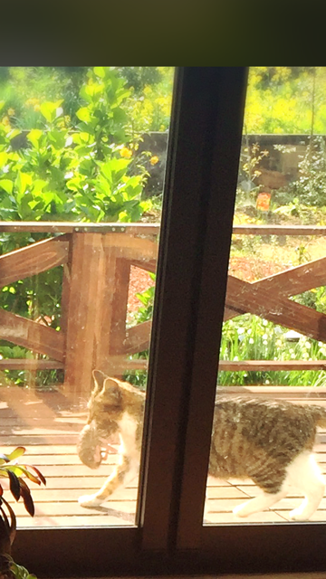 子猫をくわえて運ぶ母猫