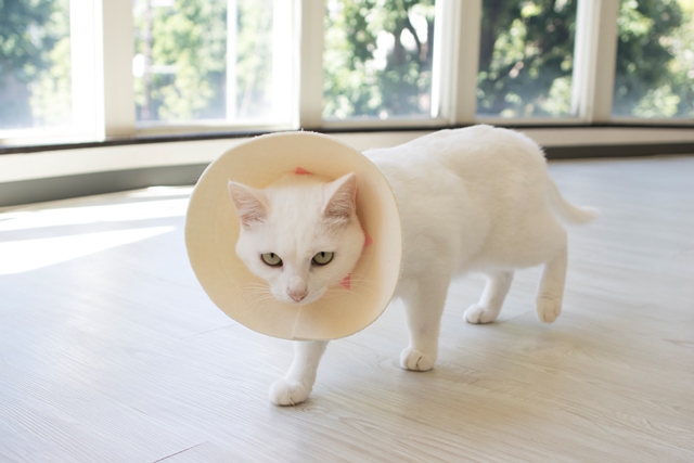 撮影:五十嵐健太