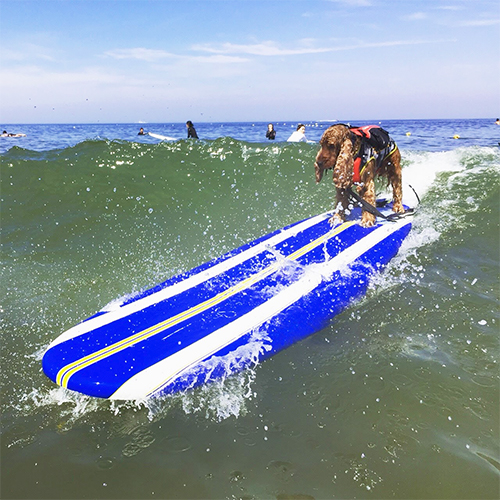 ビッグウェーブ!