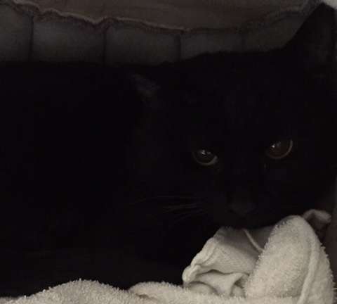 藤堂さんの事務所内に置いたケージの中でくつろぐクロスケ