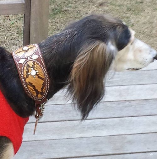 サルーキは首が太いので首輪は”専用”