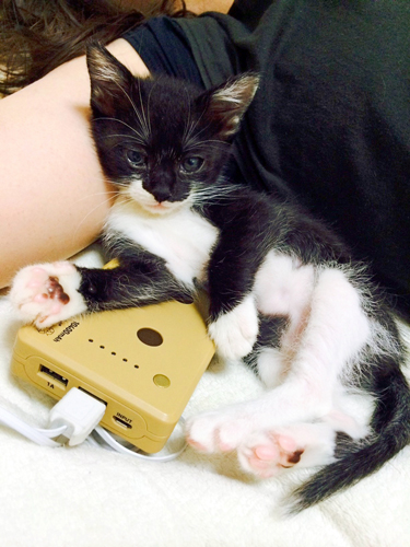 寺田さんがシリコーンと肉球を触り比べた飼い猫のピノ(メス、3歳)。商品のパッケージの元にもなっている=寺田さん提供