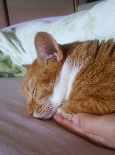 かおりさんの手の上でゆっくりお昼寝中