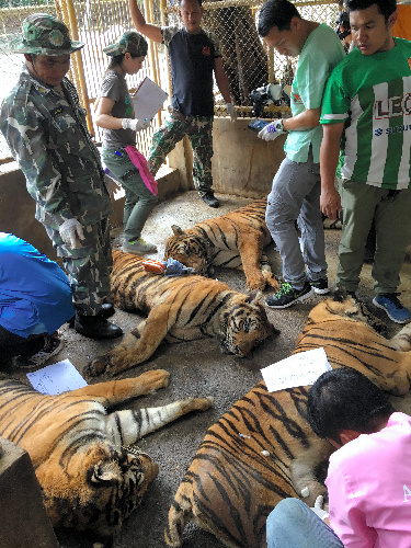約320頭のトラを飼うタイ中部チョンブリ県の動物園で、DNA型をデータベース化するため、眠らせたトラの血液を採取する獣医師ら=2016年10月