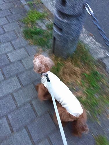 術後6日目、お散歩再開!