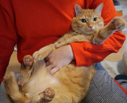 幸せのお返しぱーんち