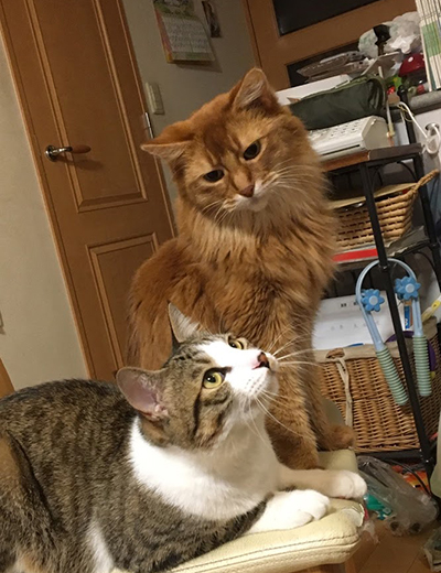 「ジャッキー、何見てるニャ?」「うん、虫が飛んでいるニャ」