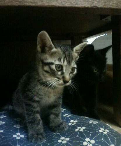 幼少時のちま(手前)とダン=吏さん提供