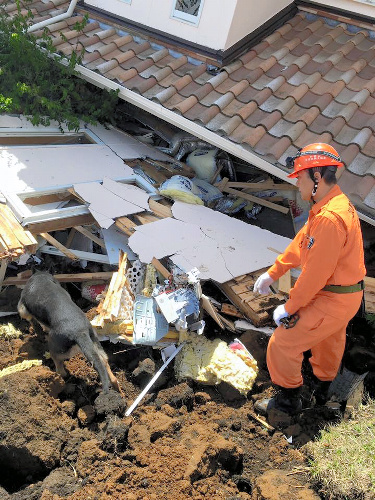 倒壊建物の中に人がいないか捜索する救助犬=17日、熊本県南阿蘇村、和歌山災害救助犬協会提供