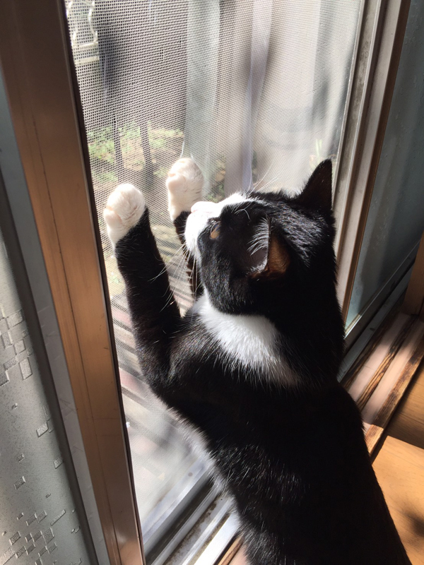 お庭にいきたいな。可愛い仕草で表をみるうなぎ