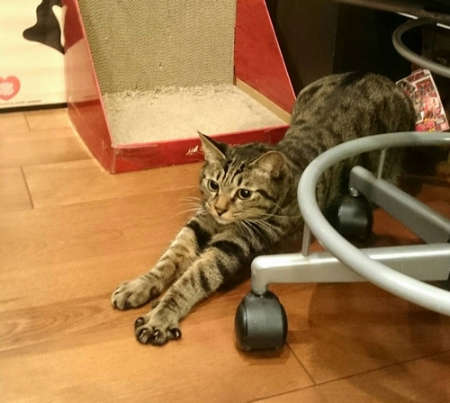 「おい待てよ」眼も三角になっていた