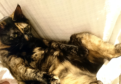 足を開くあんず。