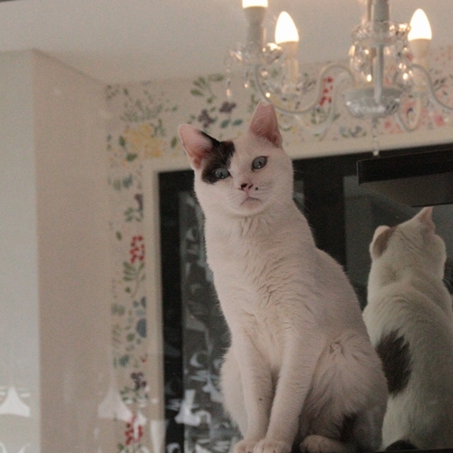 卒業生の元「月子」ちゃん(現ルナちゃん)「みんなしあわせになろうね」