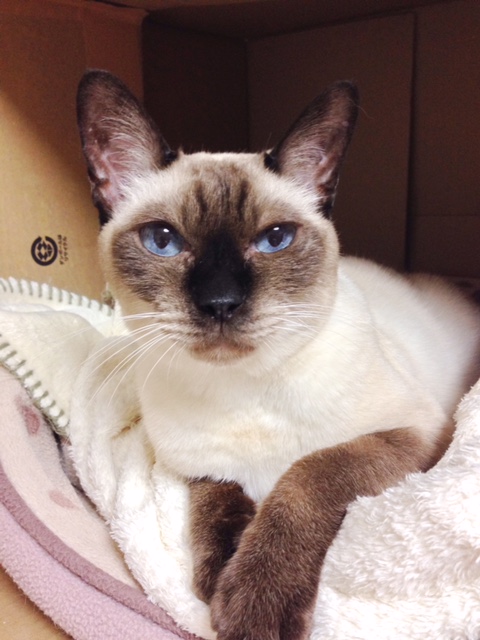 青い瞳が美しいカムイ。名の由来は「ヒグマカムイの物語」というドキュメンタリーから