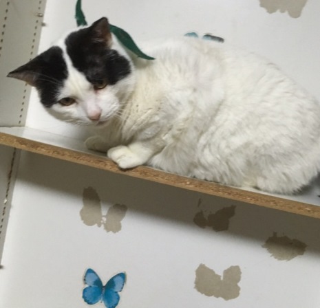 6月17日の譲渡会に参加予定の「センター」(♂・3~4歳)人間大好き、癒し系 提供=(公財)日本動物愛護協会