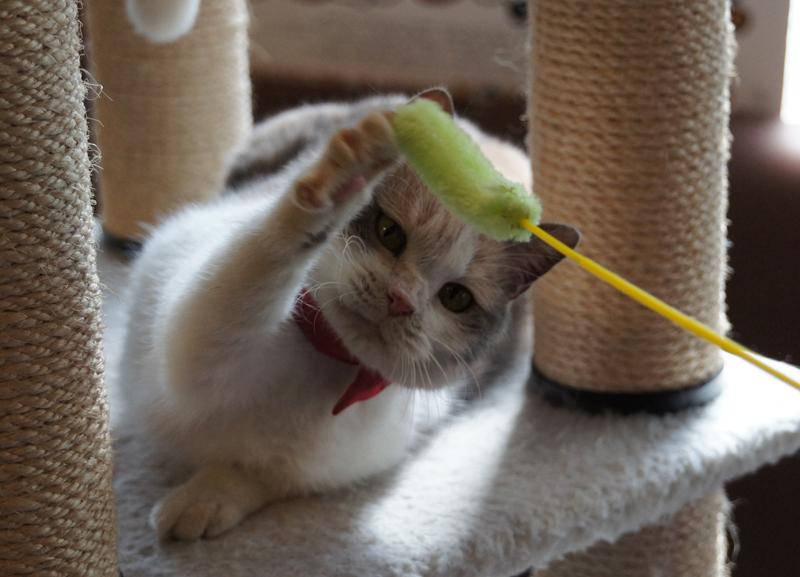 猫じゃらしで遊ぶドロップ