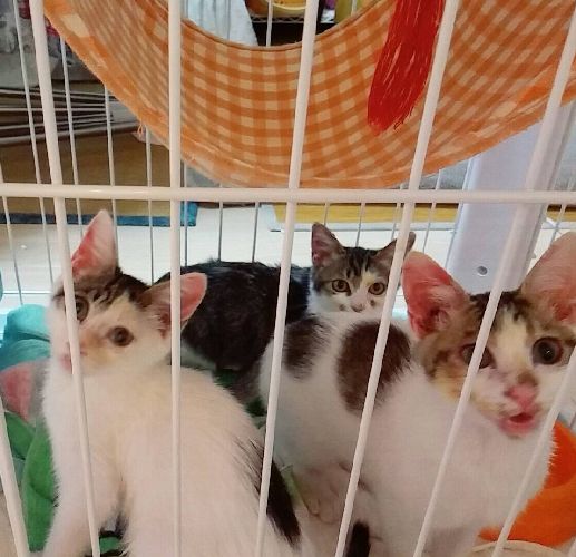 現在、自宅で預かり中の猫たち