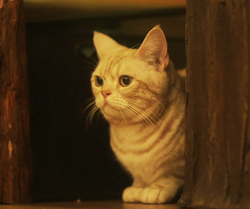 「猫とコワモテ2」に登場するわらび(アメショー・男の子・てまりのおうち)(c)BSジャパン