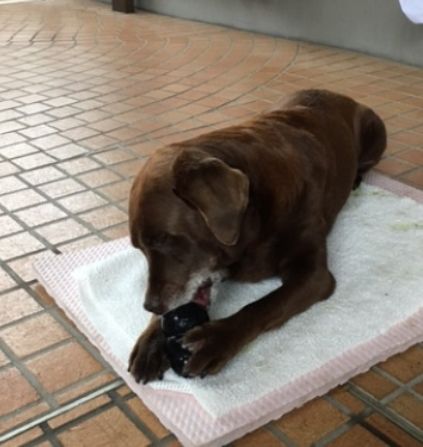 雨の日は屋根付き駐車場で過ごす。車は外の駐車場に移動して。コングと格闘