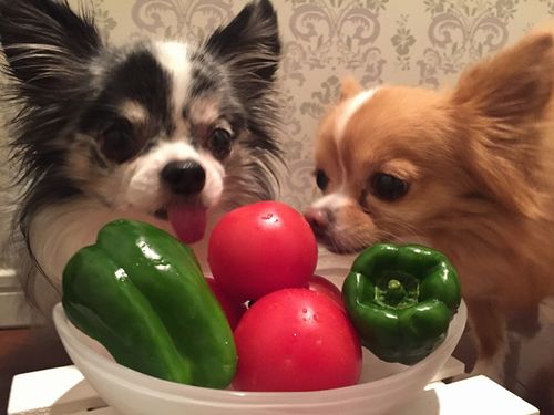 ツヤツヤの旬の野菜に目がランラン