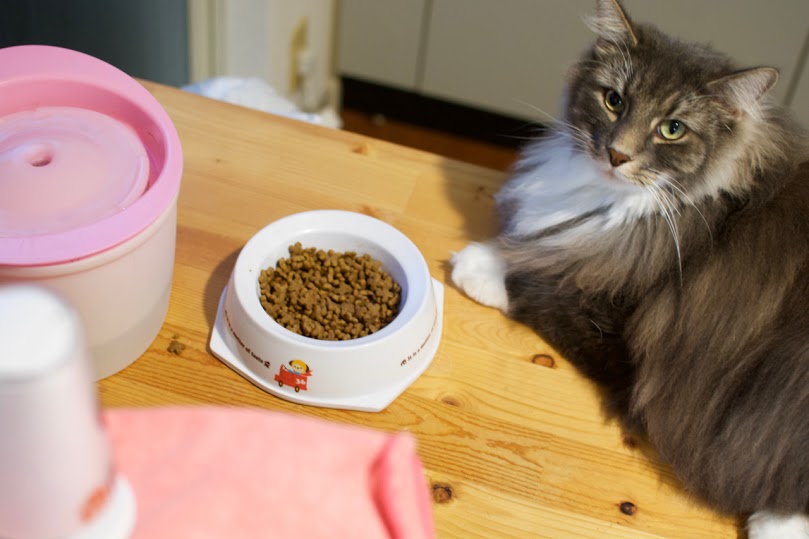 留守番する猫と見守るカメラ=ペチカ提供