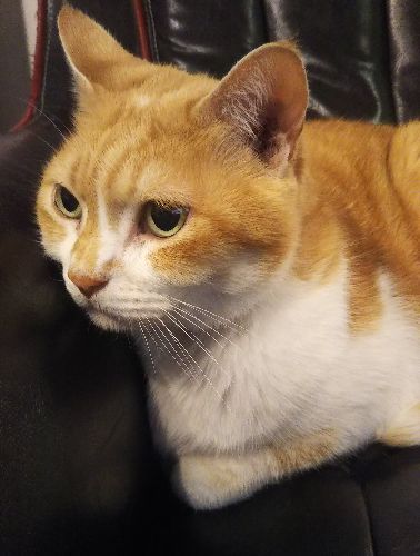 今はソファがお気にいり