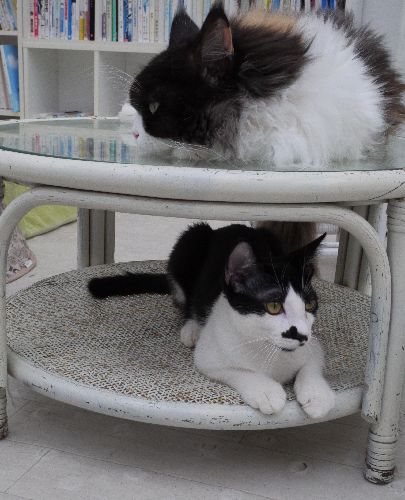 東京キャットガーディアンで