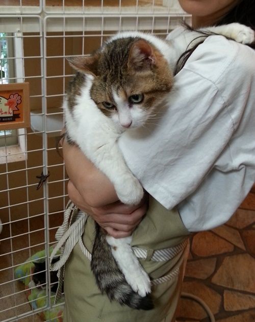 飼い主の女性が突然旅立ち、家に取り残されていた「ゆうちゃん」。救出したのは息子さん