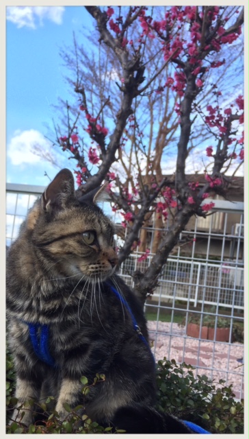 庭でくつろぐクーカイ