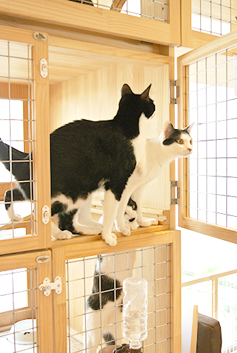 ミグノンに保護されている猫