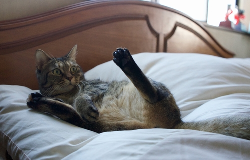 拳吾君に押し倒されるとなぜかそのままになるわー