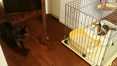 でもだんだん近づいて