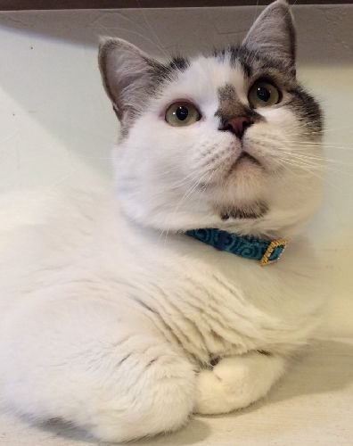 いっくん(おもてなし猫)