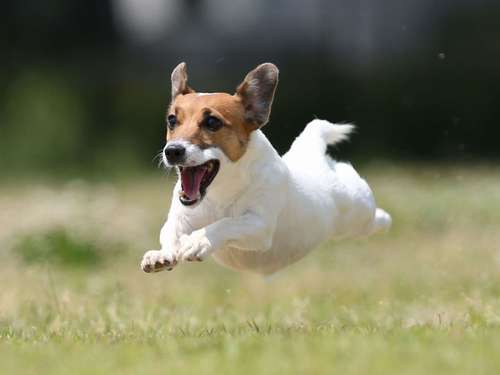 ジャックラッセルテリアのラッキーくん(4歳)=加納幹夫氏撮影