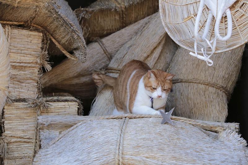 (C)「猫忍」製作委員会