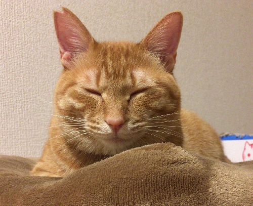 地域猫の印で可愛く耳をカットしてあった「たま」