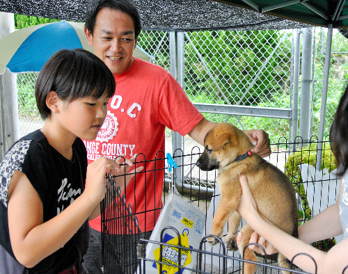 熊本県動物管理センターに収容され、飼い主候補と顔合わせをする子犬=3日、熊本市東区