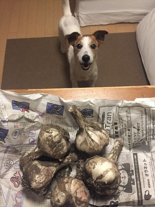 泥のついたにんにくに興味深々のマイト