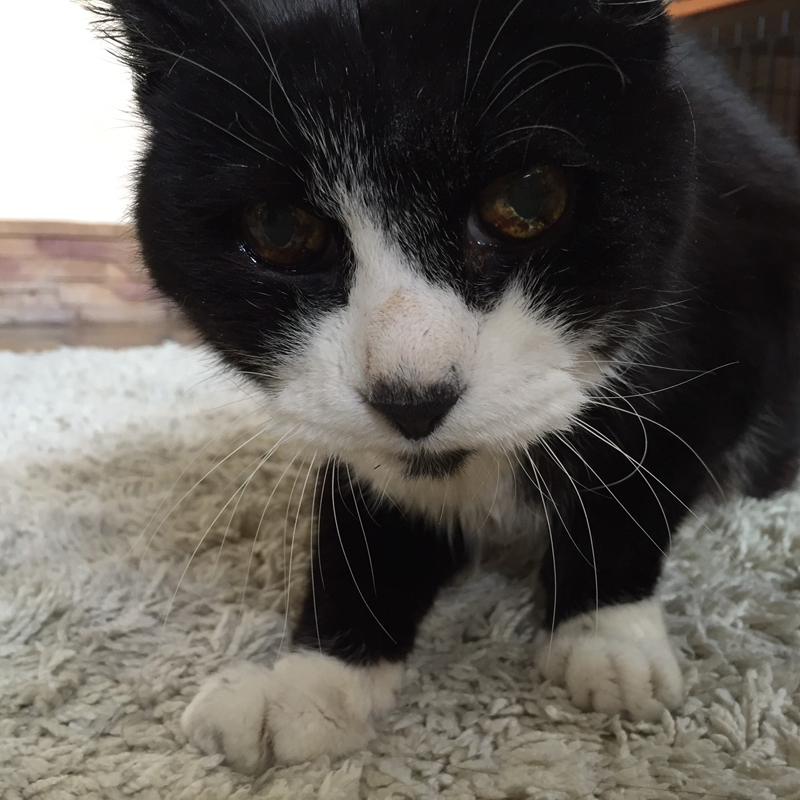 堂々としていたてつ