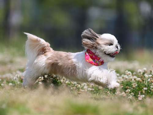 シーズーのレンくん(4歳)=加納幹夫氏撮影