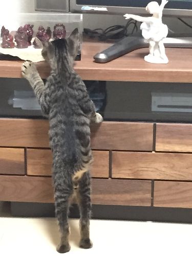 ボランティア宅で大黒様にお祈り(イタズラ)中