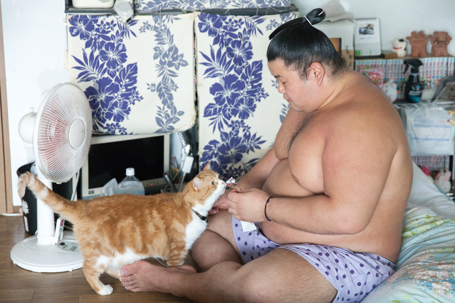 「荒汐部屋のすもうねこ モルとムギと12人の力士たち」(平凡社)より