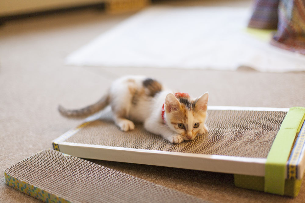 撮影:五十嵐健太